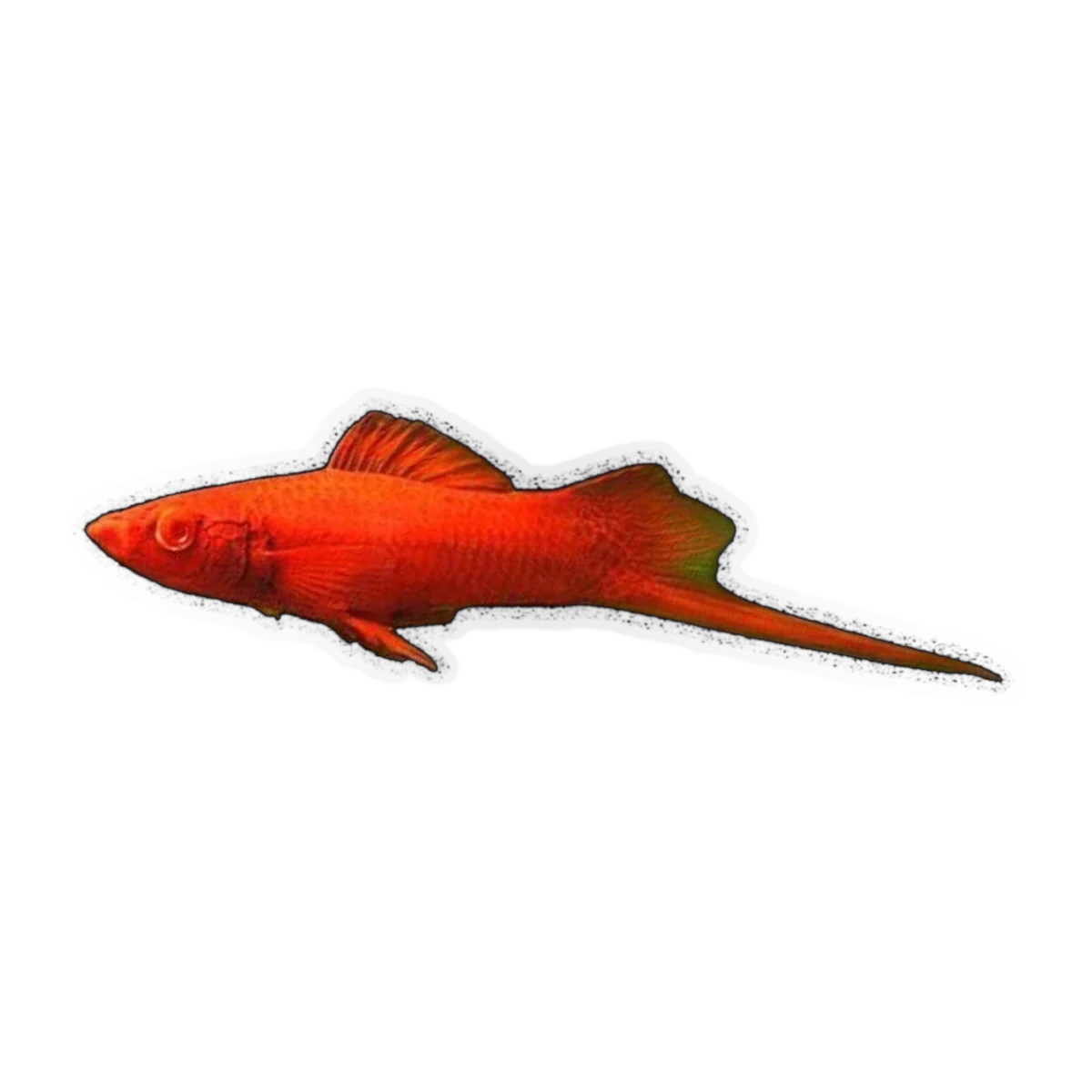 Red Eye Blood Red Swordtail | Xiphophorus hellerii