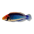 Red Eye Fairy Wrasse | Cirrhilabrus solorensis