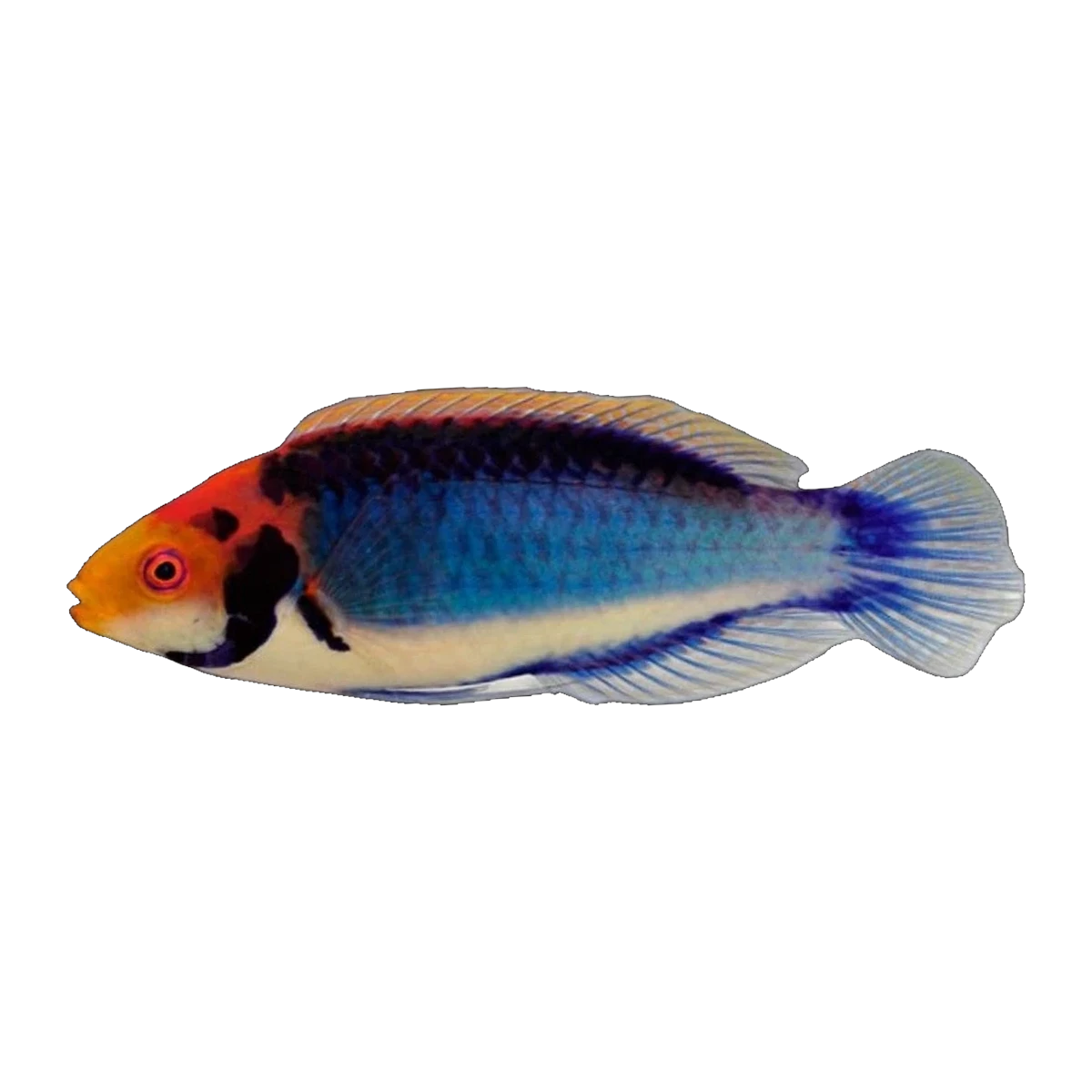 Red Eye Fairy Wrasse | Cirrhilabrus solorensis