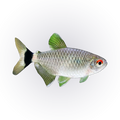 Red Eye Lampeye | Moenkhausia sanctaefilomenae
