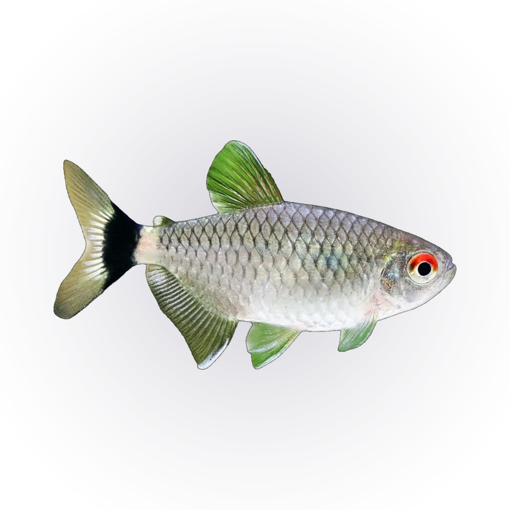 Red Eye Lampeye | Moenkhausia sanctaefilomenae