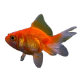 Red Fantail Goldfish