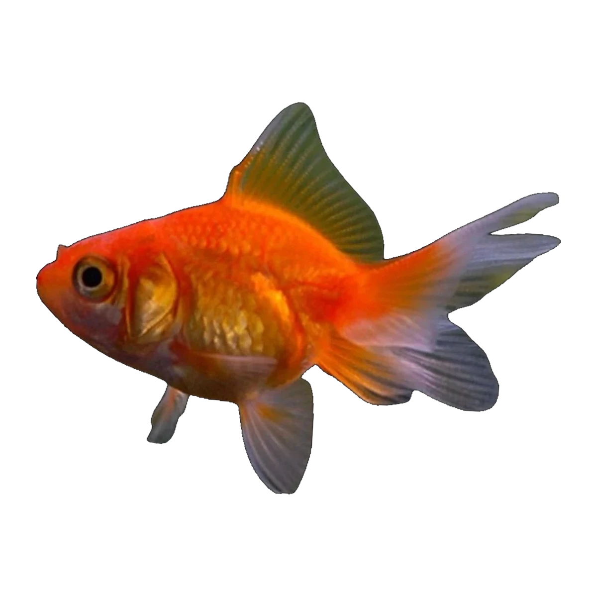 Red Fantail Goldfish