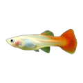 Red Female Guppy | Poecilia reticulata