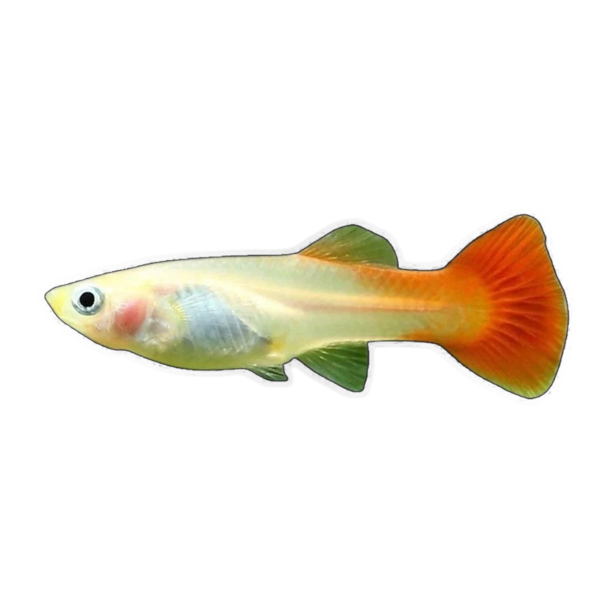 Red Female Guppy | Poecilia reticulata