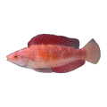 Red Fin Fairy Wrasse | Cirrhilabrus rubripinnis