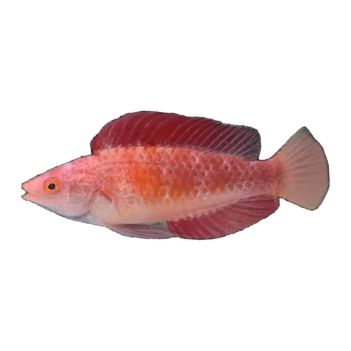 Red Fin Fairy Wrasse | Cirrhilabrus rubripinnis