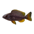 Red Fin Kadango (Copadichromis borleyi), side profile facing right