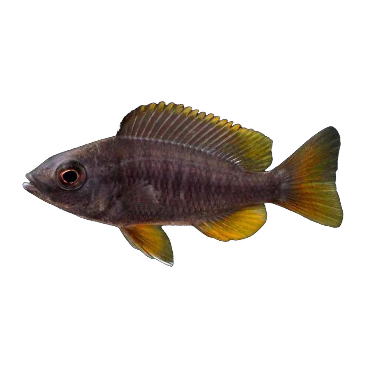 Red Fin Kadango (Copadichromis borleyi), side profile facing right