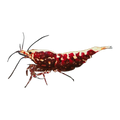 Red Fish Bone Shrimp