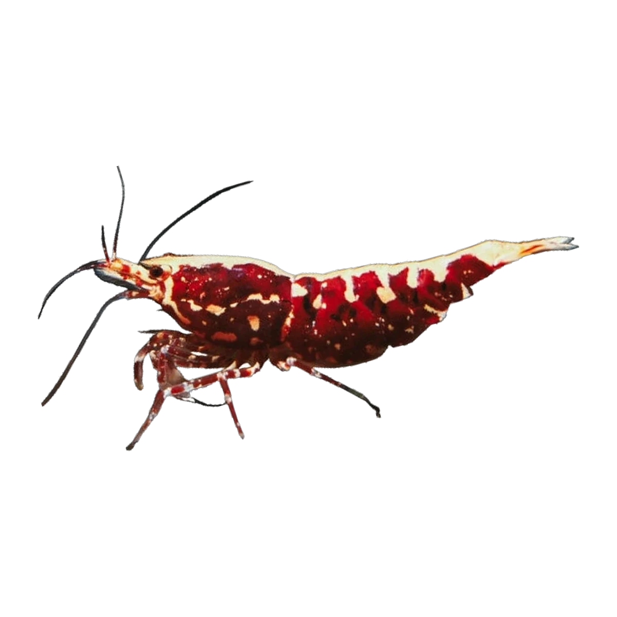 Red Fish Bone Shrimp
