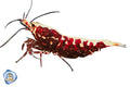 Red Fish Bone Shrimp