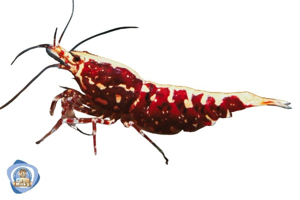 Red Fish Bone Shrimp
