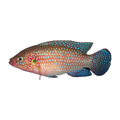 Red Forest Jewel Cichlid – Hemichromis lifalili