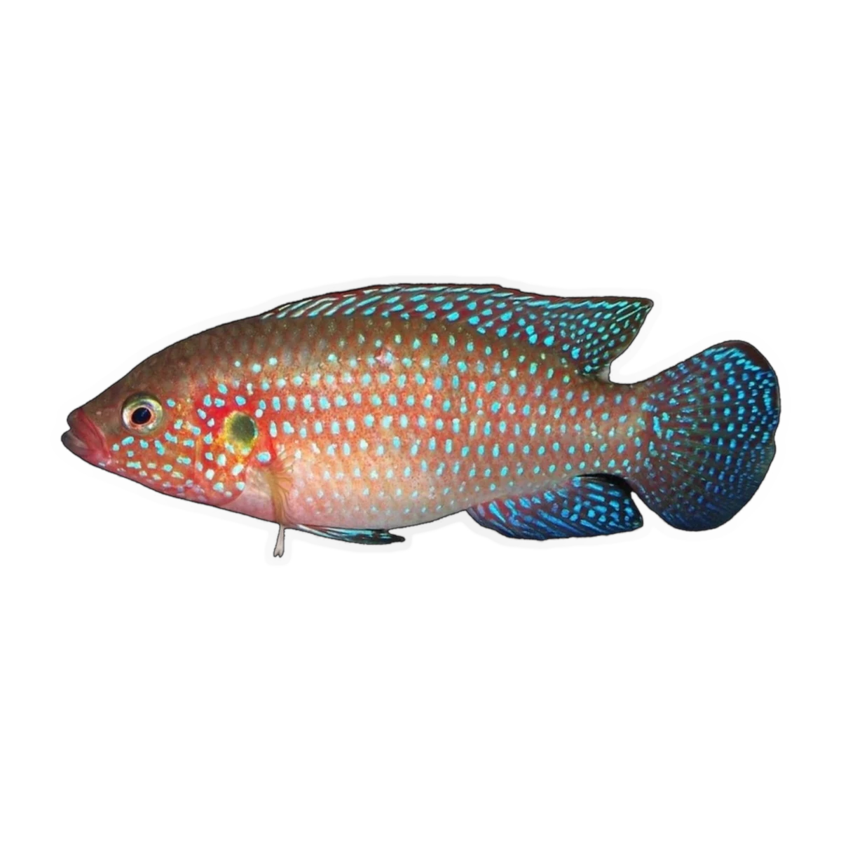 Red Forest Jewel Cichlid – Hemichromis lifalili