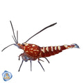 Red Galaxy Shrimp (Boneback, Mixed Grade)