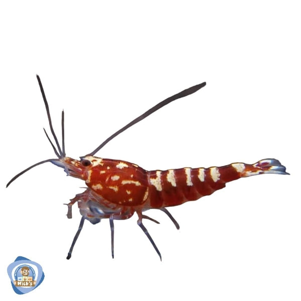 Red Galaxy Shrimp (Boneback, Mixed Grade)