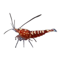 Red Galaxy Shrimp (Boneback, Mixed Grade)