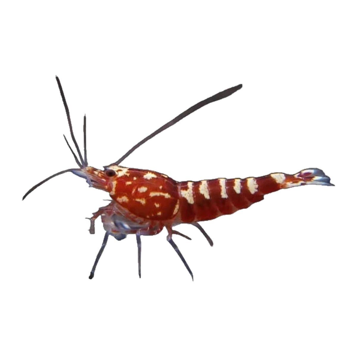 Red Galaxy Shrimp (Boneback, Mixed Grade)