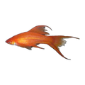 Red High Fin Veil SwordTail | Xiphophorus hellerii