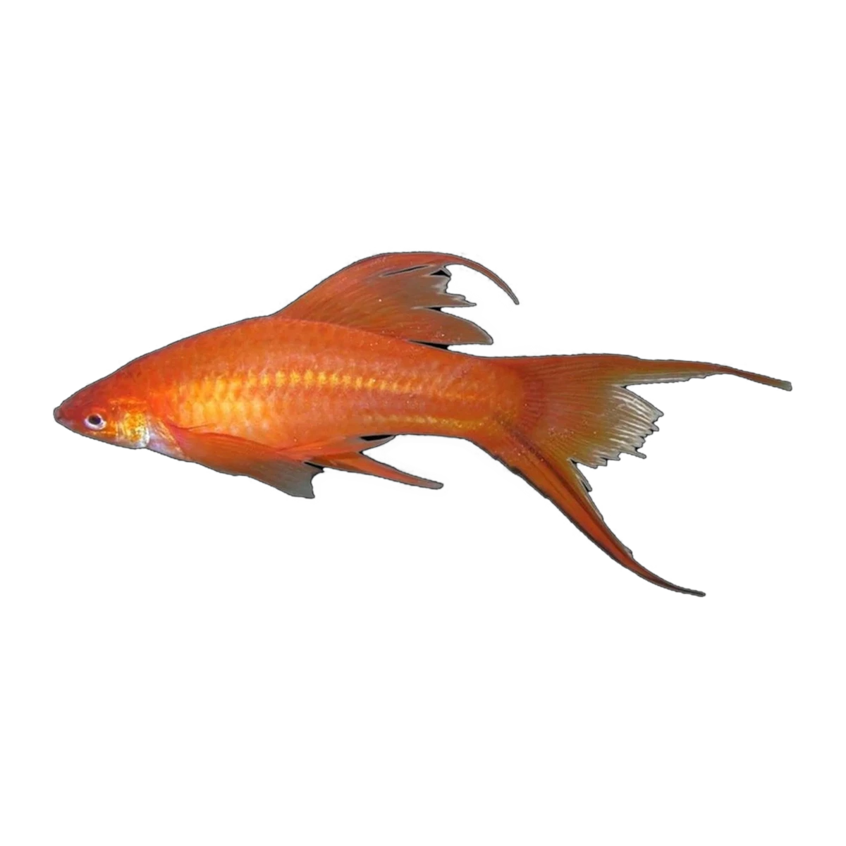 Red High Fin Veil SwordTail | Xiphophorus hellerii