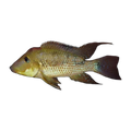Red Hump Cichlid | Geophagus steindachneri