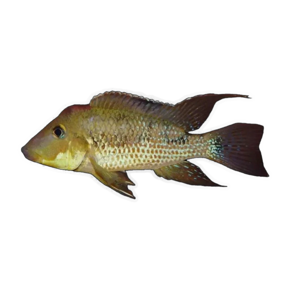Red Hump Cichlid | Geophagus steindachneri