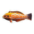 Red Leopard Wrasse | Macropharyngodon choati