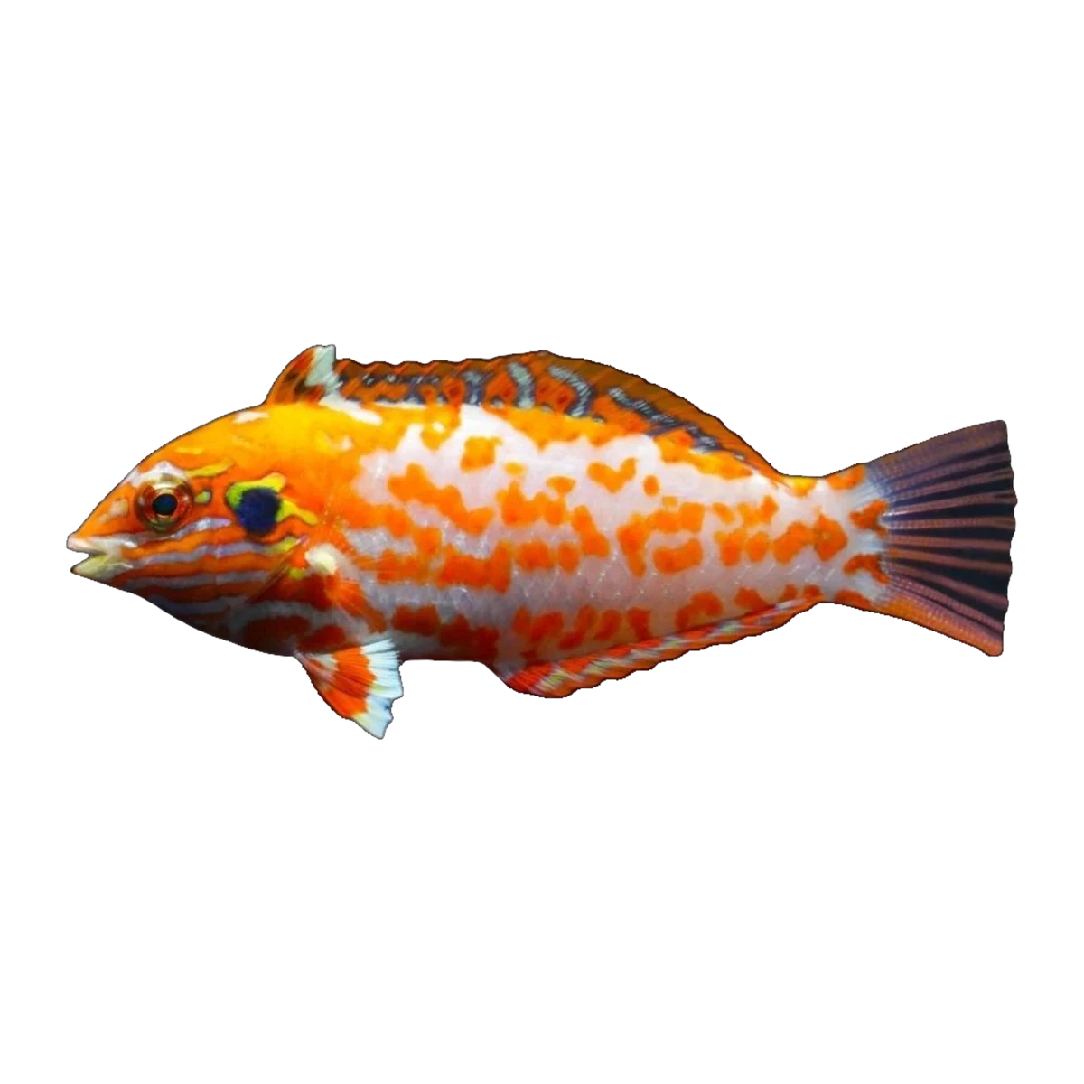 Red Leopard Wrasse | Macropharyngodon choati