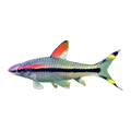 Red Line Torpedo Barb