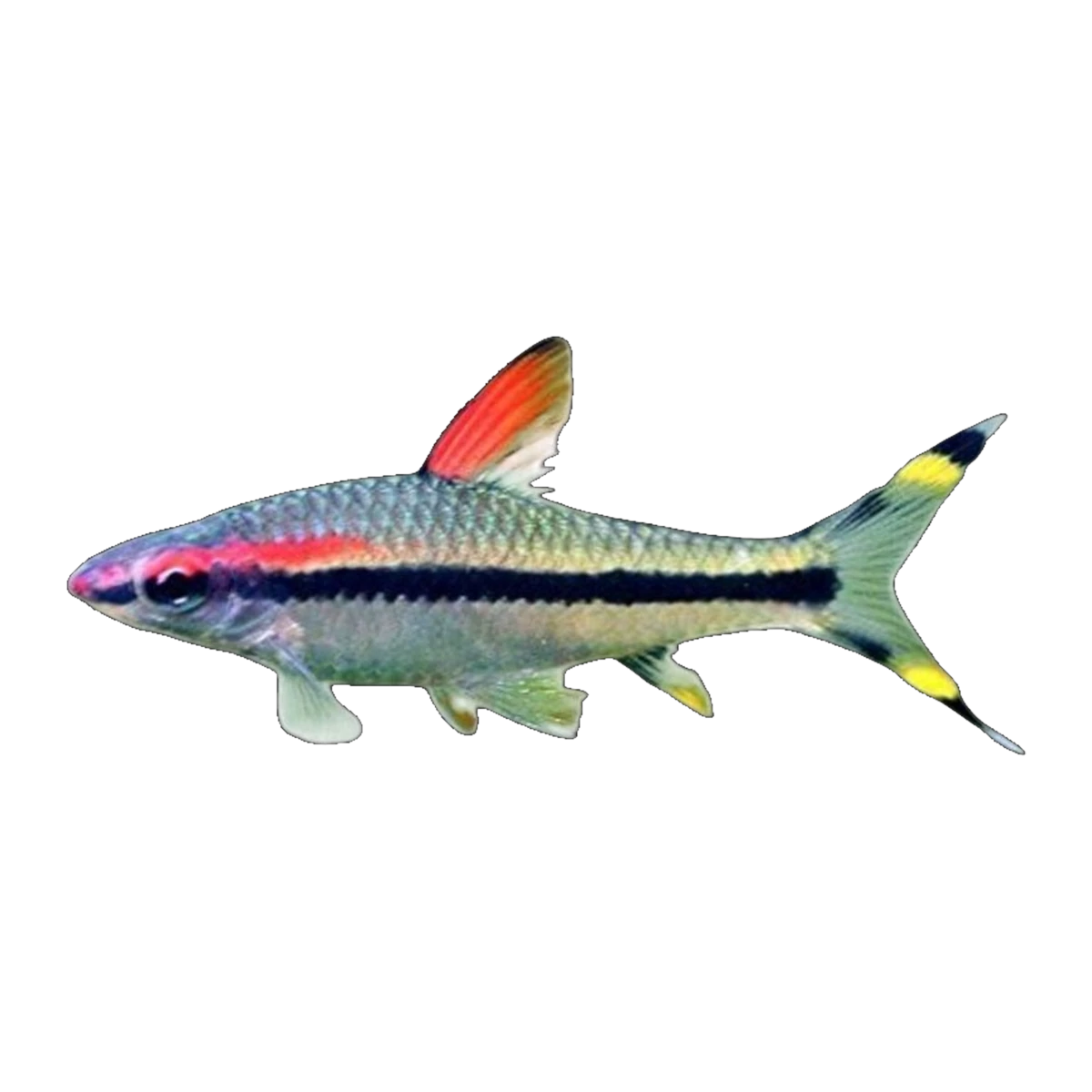 Red Line Torpedo Barb