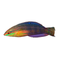 Red-Lined Wrasse | Halichoeres biocellatus