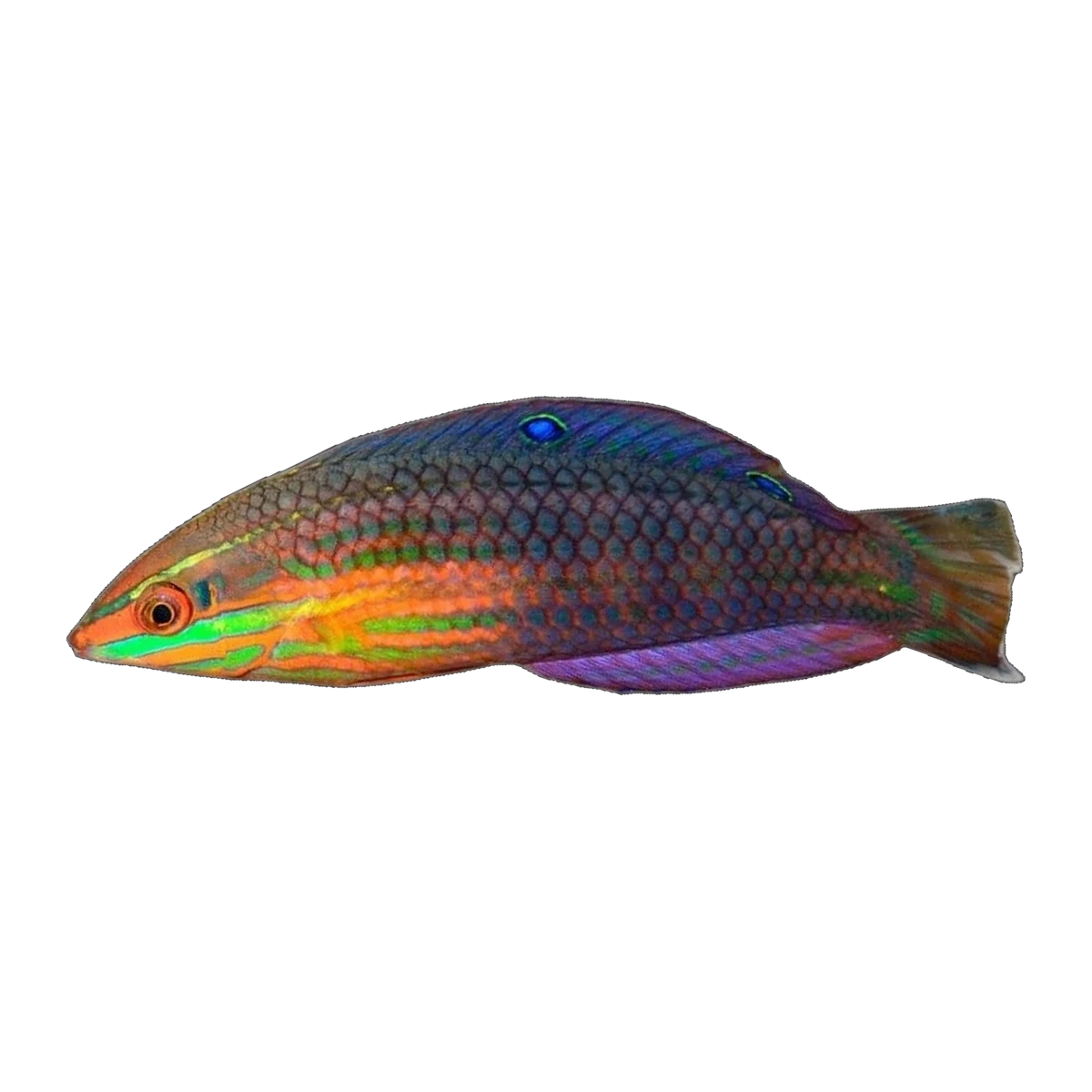 Red-Lined Wrasse | Halichoeres biocellatus