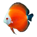 Red Melon Discus