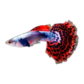 Red Mosaic Guppy Male | Poecilia reticulata