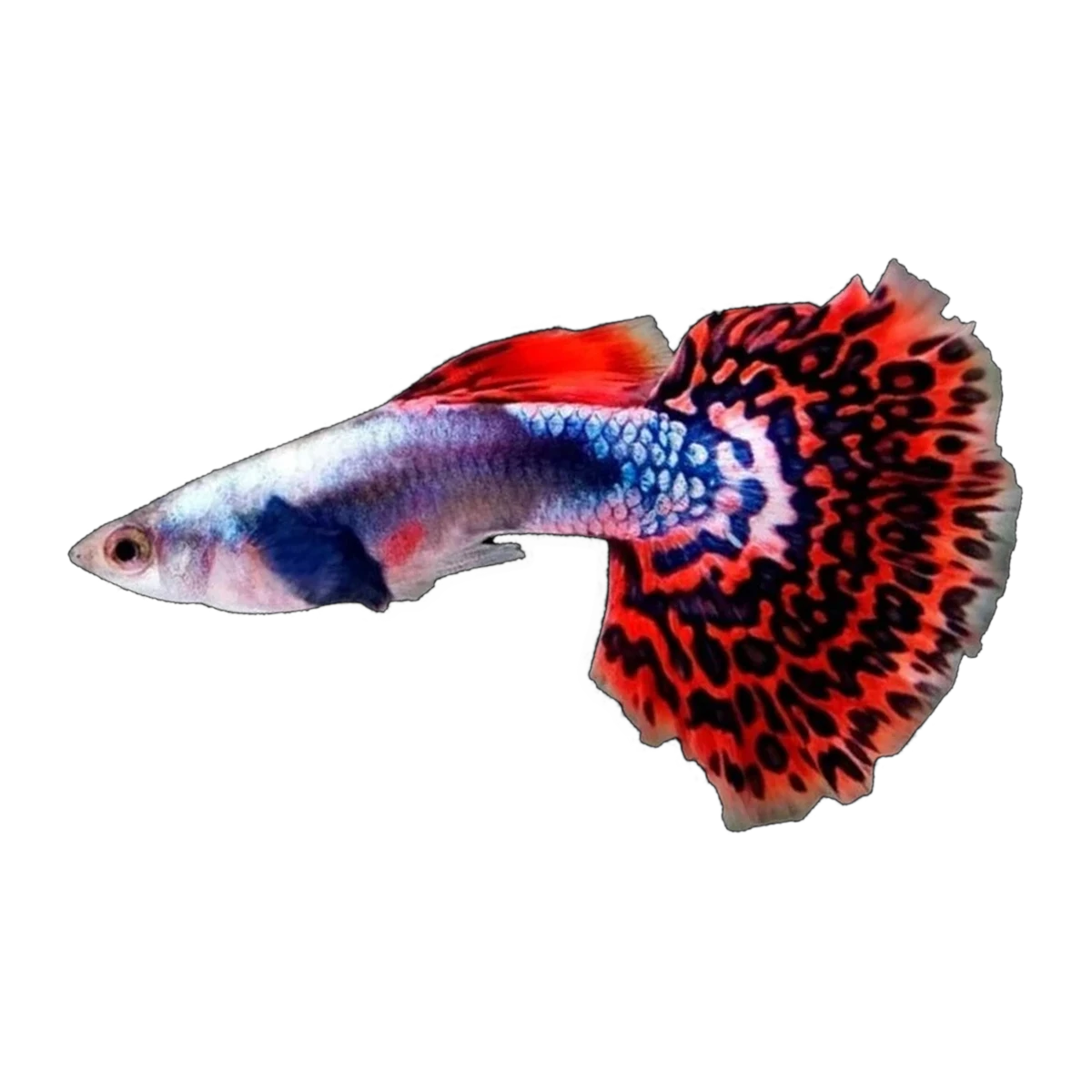 Red Mosaic Guppy Male | Poecilia reticulata