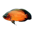 Red Oscar (Astronotus ocellatus)
