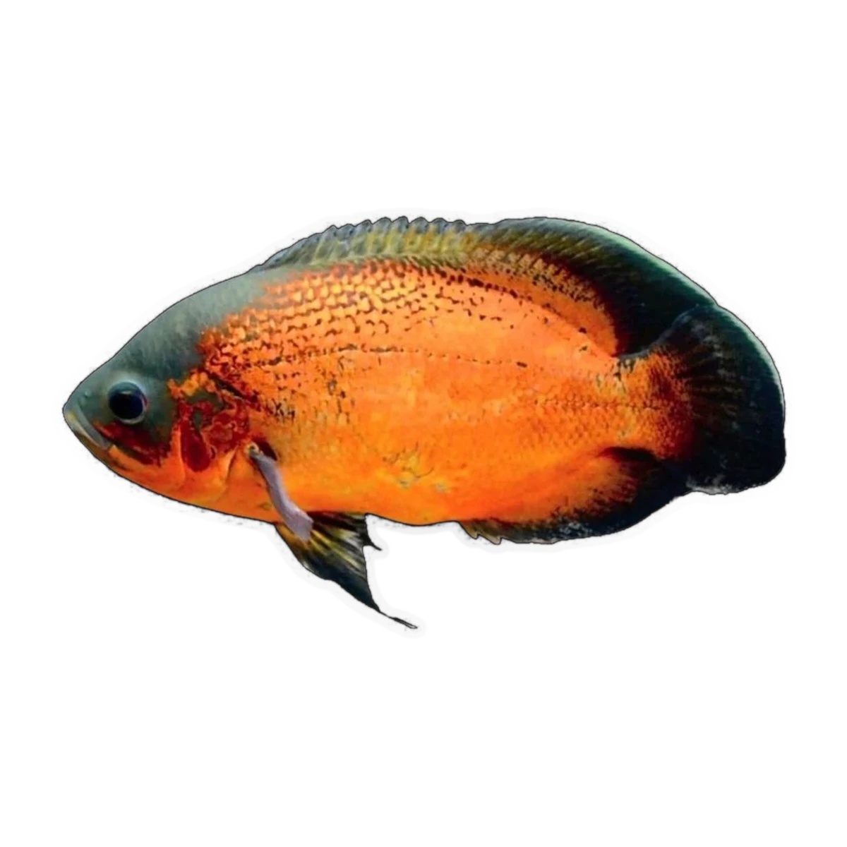 Red Oscar (Astronotus ocellatus)