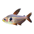 Red Phantom Tetra