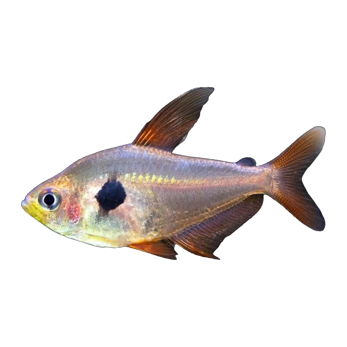 Red Phantom Tetra