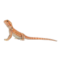 Red Phase Bearded Dragon | Pogona vitticeps