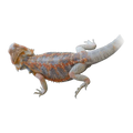 Red Phase Blue Bar Bearded Dragon | Pogona vitticeps