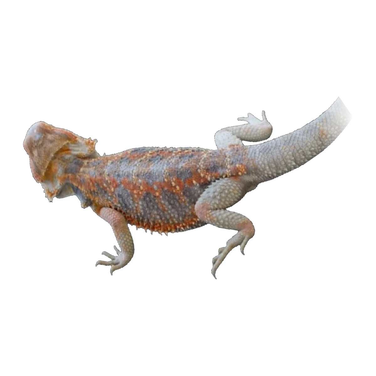 Red Phase Blue Bar Bearded Dragon | Pogona vitticeps