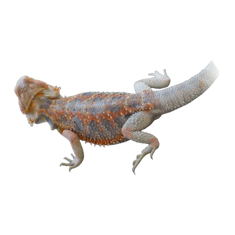 Red Phase Blue Bar Bearded Dragon | Pogona vitticeps