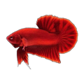 Red Plakat Male Fighting Fish | Betta splendens