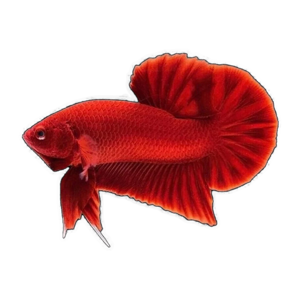 Red Plakat Male Fighting Fish | Betta splendens