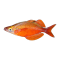 Red Rainbowfish