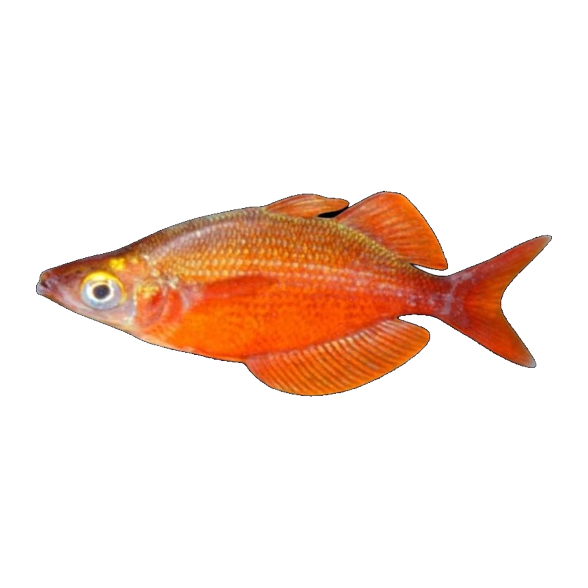 Red Rainbowfish