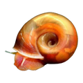 Red Ramshorn Snail