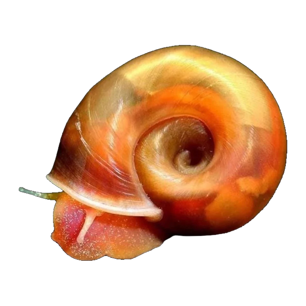 Red Ramshorn Snail